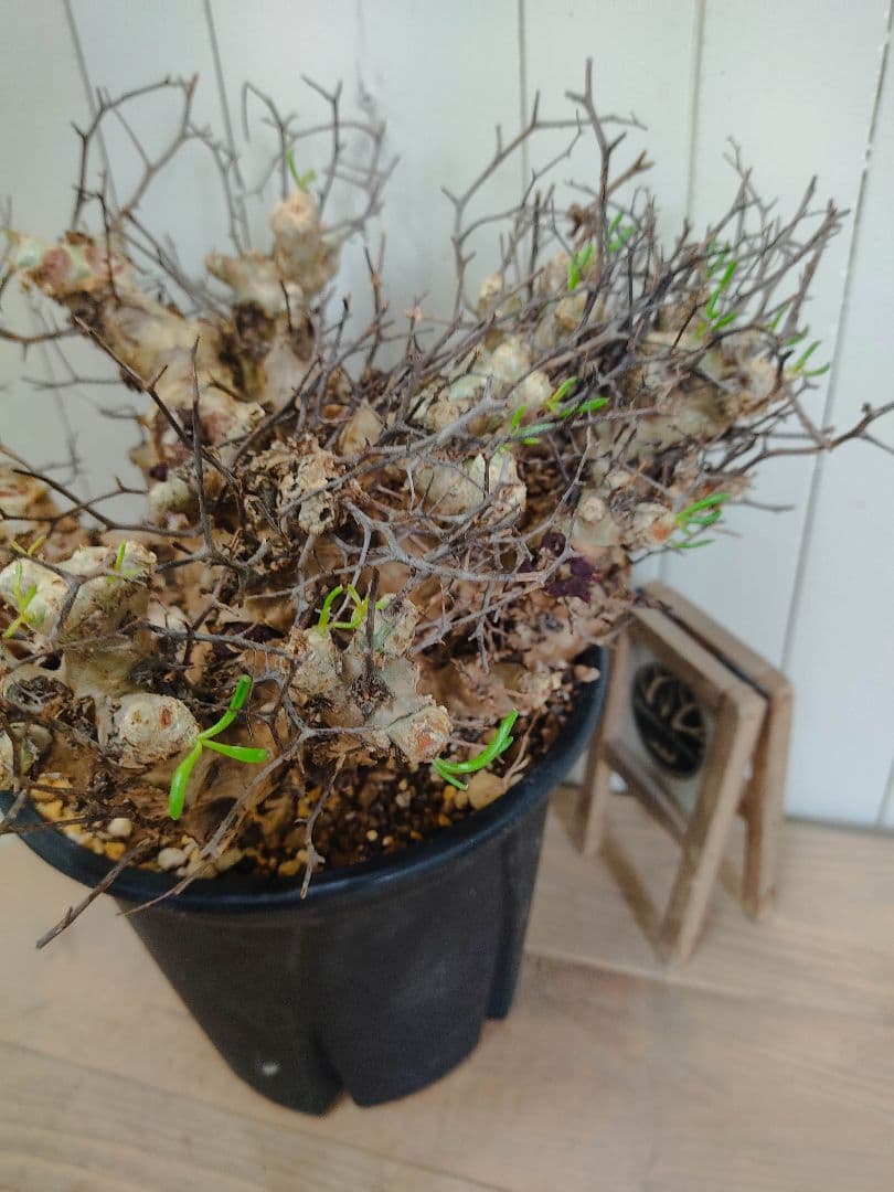 bon25ページ　Q008、H024チレコドン レティキュラータス 万物想