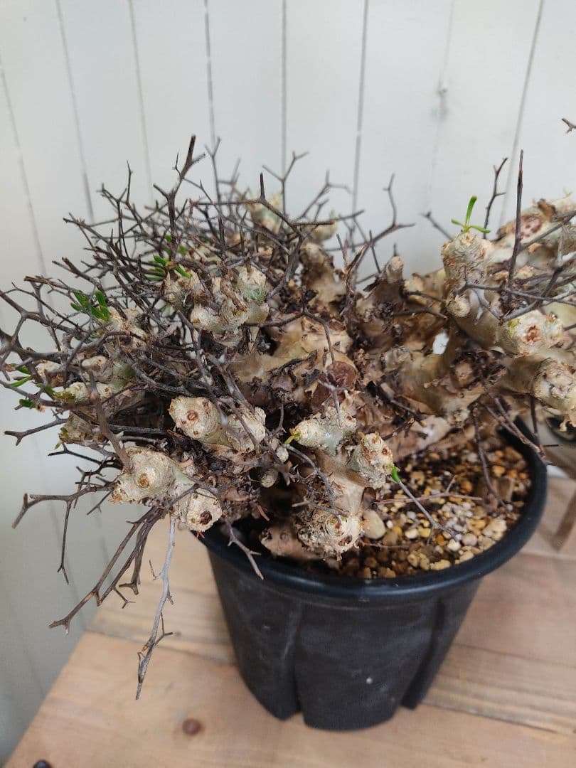 bon25ページ　Q008、H024チレコドン レティキュラータス 万物想