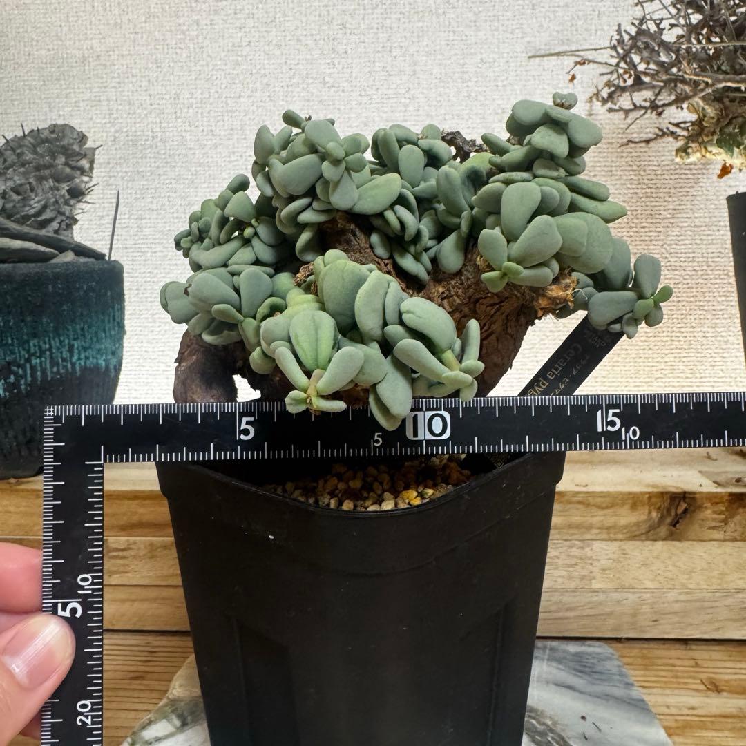 ケラリア ピグマエア 発根済み 現地球XLサイズ