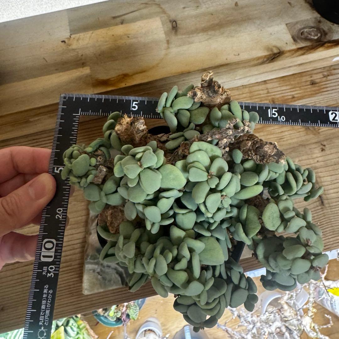 ケラリア ピグマエア 発根済み 現地球XLサイズ