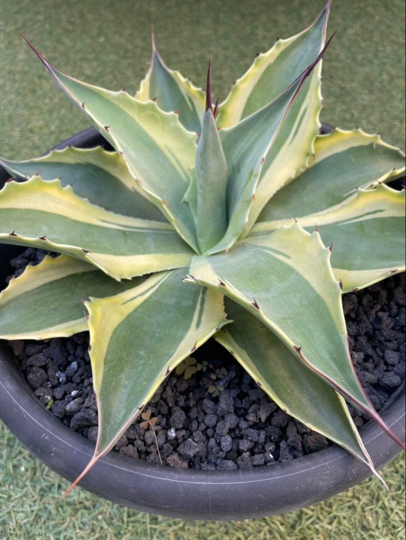 オバティフォリアオルカ　鉢込み