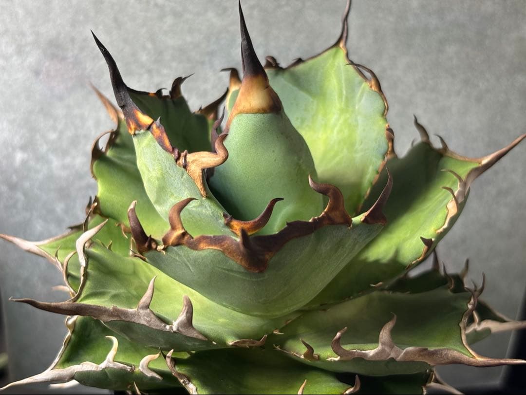 ドラゴンアガベ産　陽炎ハデス　親株　コレクション株　タグ・鉢付き発送