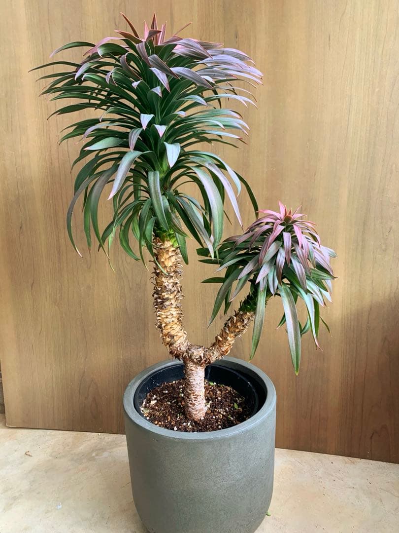 アカちゃん　　　　ユッカ・ディスメチアーナ　コンパクタ　枝分かれ