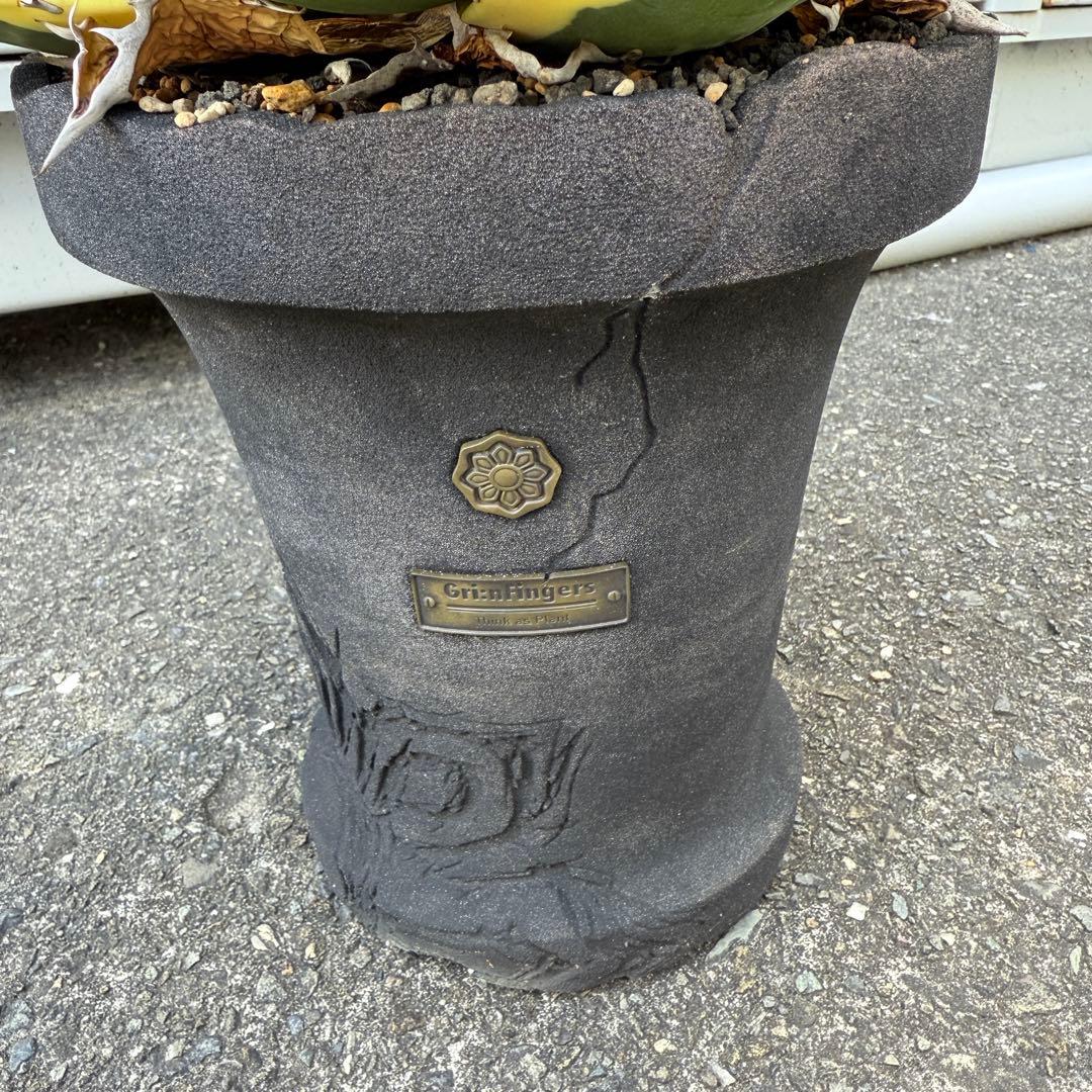 アガベ スナグルトゥース 28cmぐらい 海外購入高級鉢1点物 綺麗に洗える