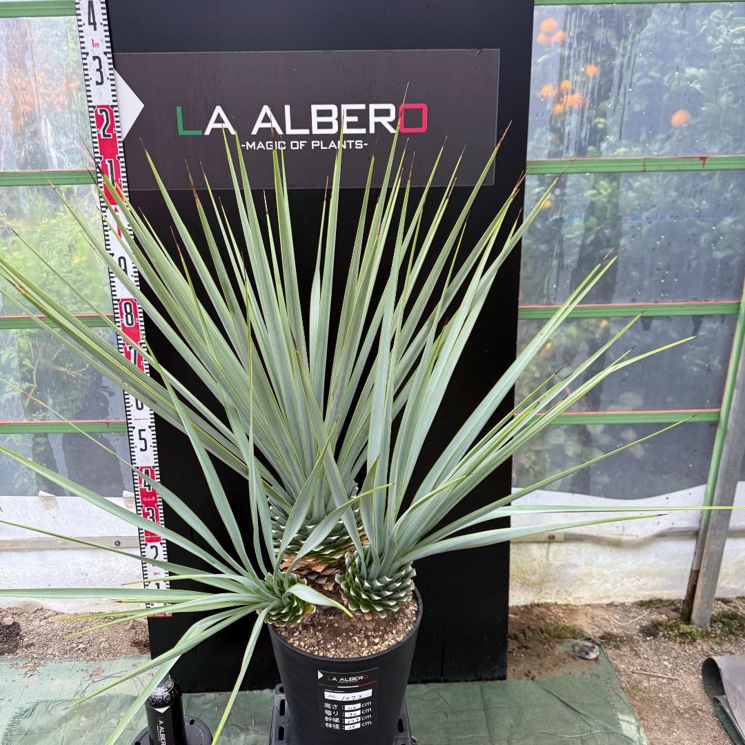 【AL1073】ユッカ　LA ALBERO　Ver.リギダ