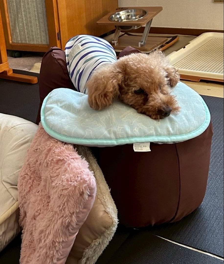 ワンエイド リラクッション 本体+撥水カバーセット トイプードル用