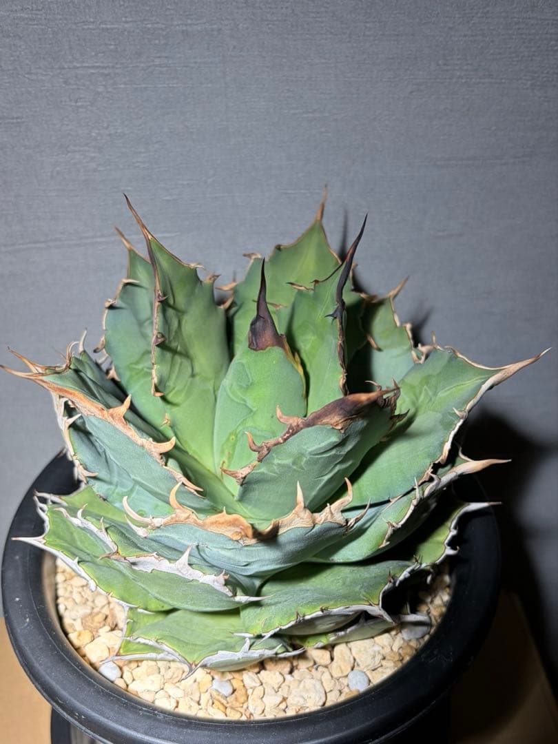 アガベ oaxaca 現地株 agave oteroi 現地球