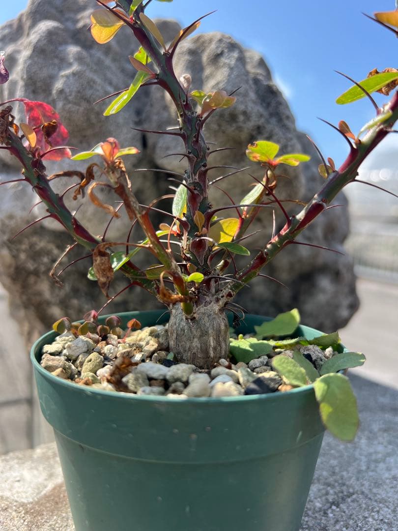 フォークイエリアファシクラータ　2025年産　沖縄実生株