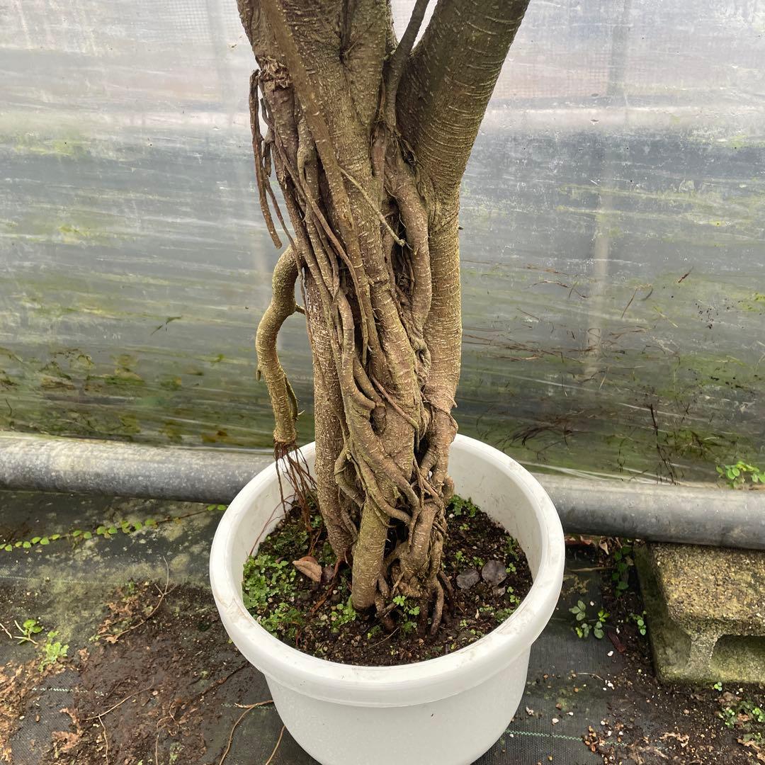 パンダガジュマル　コパンダ　接木　10号リン鉢