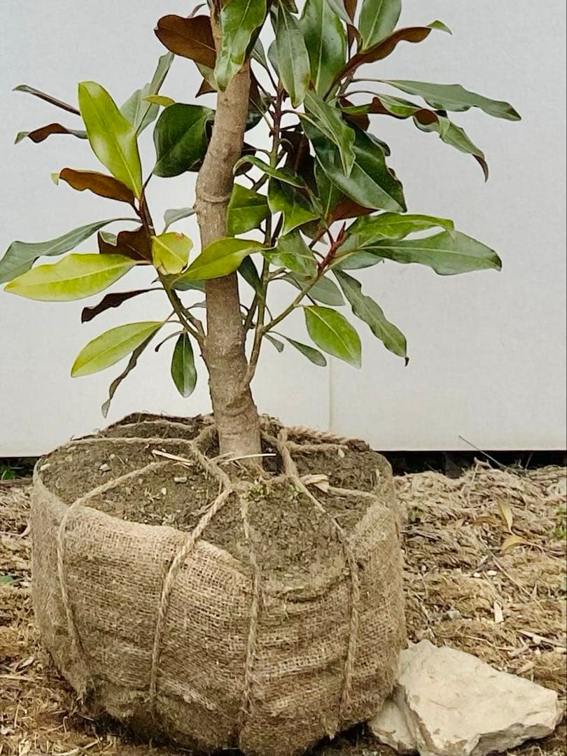 ケイパレス　/ 3