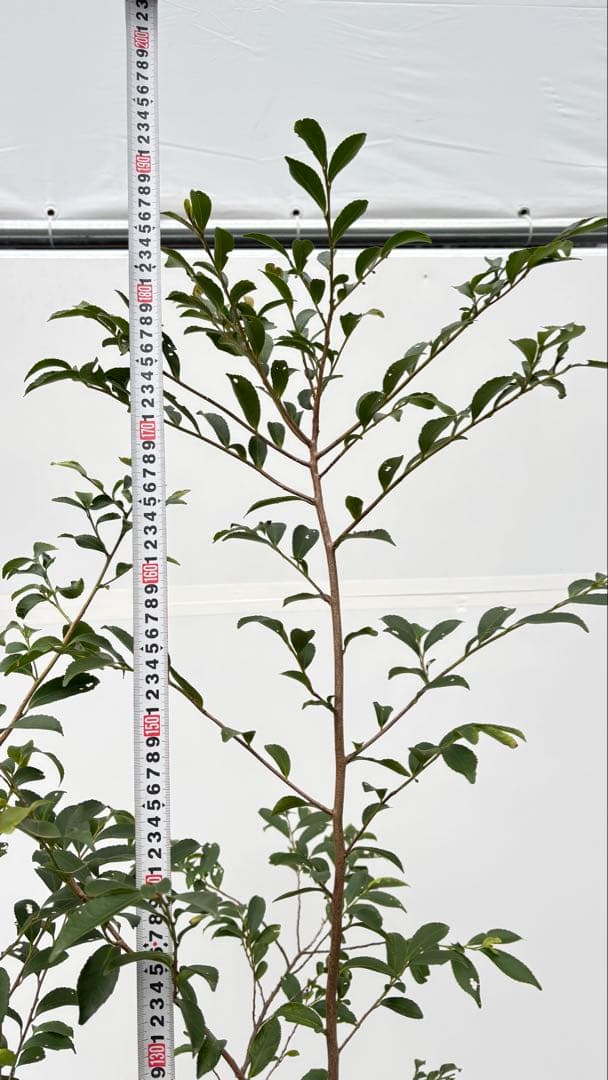 自然な樹形が美しい 山採りの ヒサカキ 700 樹高1.9m位 ヒメサカキ 姫榊