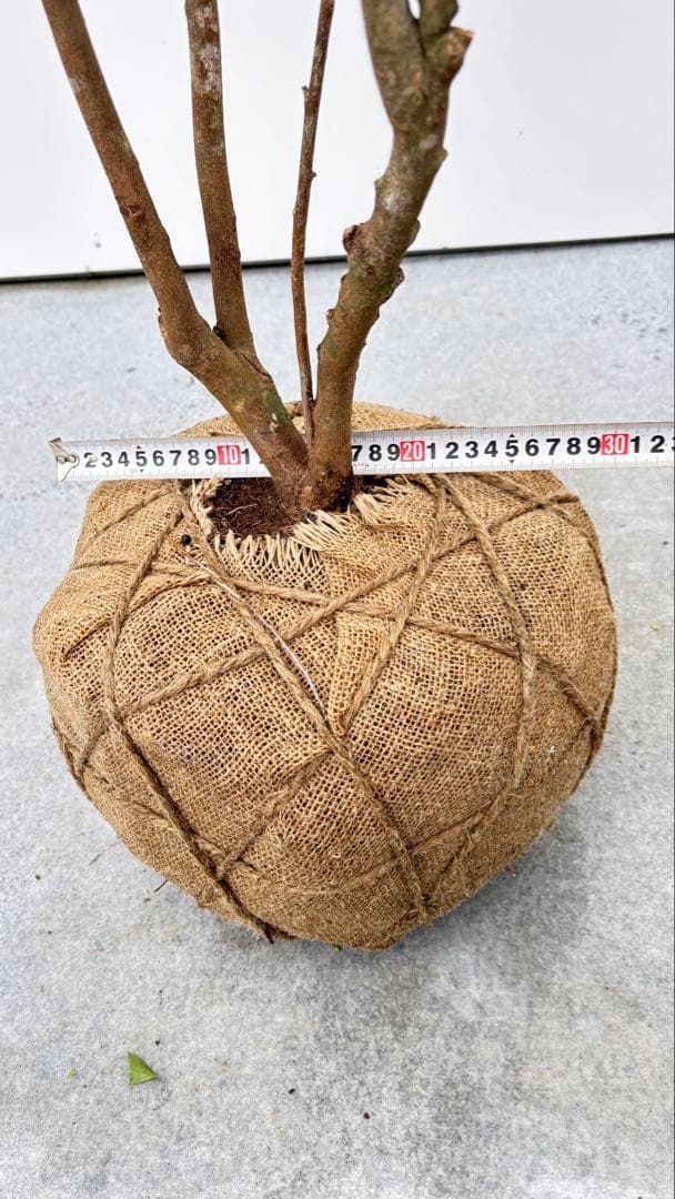 自然な樹形が美しい 山採りの ヒサカキ 700 樹高1.9m位 ヒメサカキ 姫榊