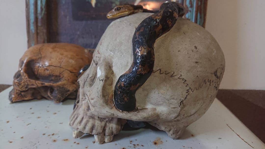 野晒し 髑髏 大