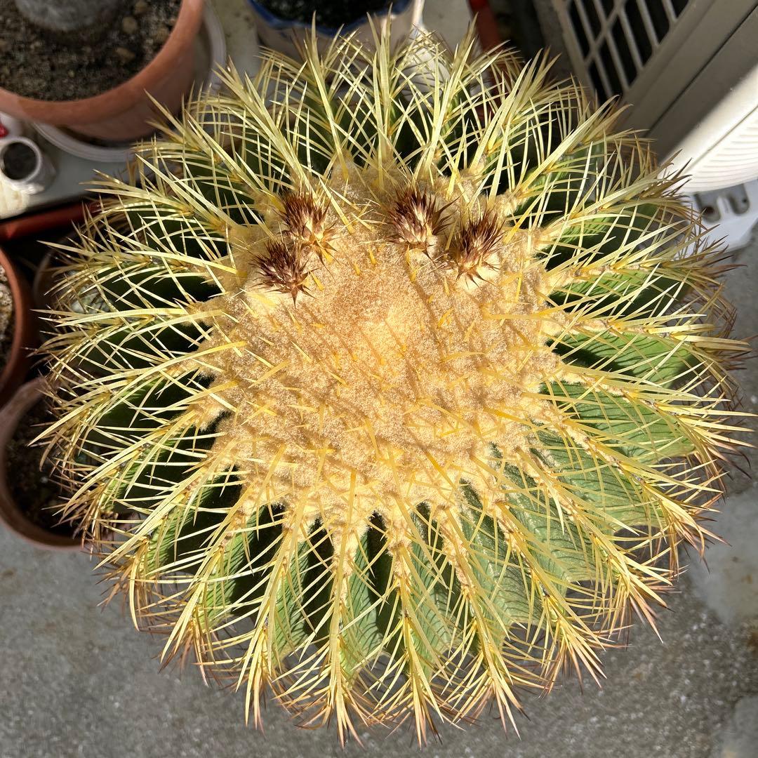 球形サボテン