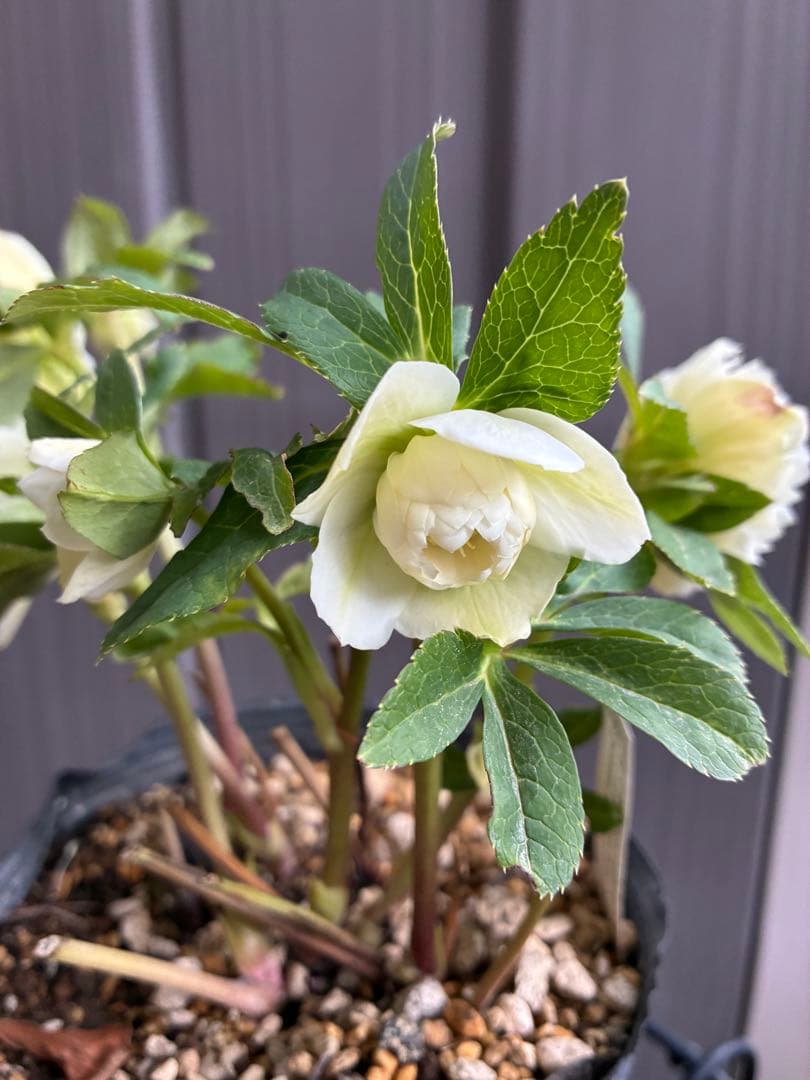 ♡開花中♡DD多弁ホワイト整形花　横向き充実株