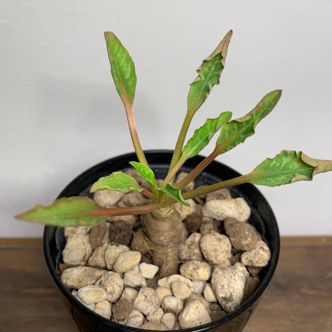 フィッシュボーン　スパルリンギー　ユーフォルビア