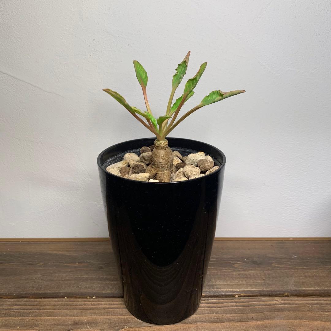 フィッシュボーン　スパルリンギー　ユーフォルビア