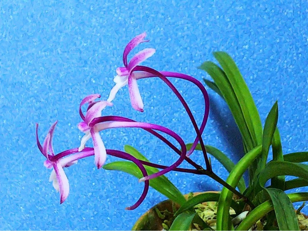 エンジェル様 リクエスト 4点 まとめ商品