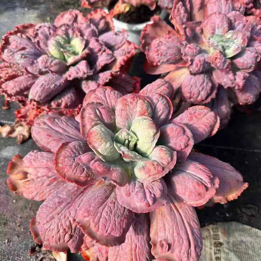 Top【選抜株】多肉植物　23567カーニバル 10個　鉢無し/脱土