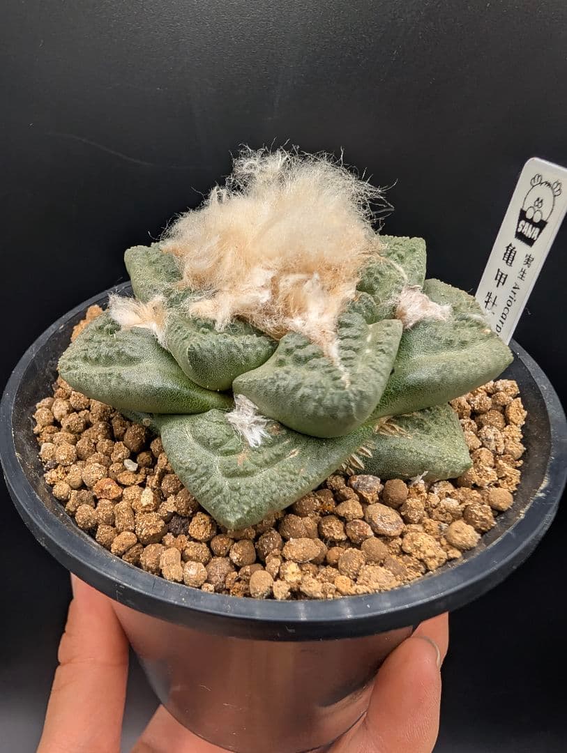 ね*こ様 亀甲牡丹(大疣タイプ) 実生 鉢植えメルカリ便送料込み