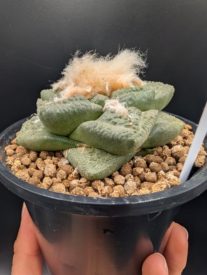 ね*こ様 亀甲牡丹(大疣タイプ) 実生 鉢植えメルカリ便送料込み