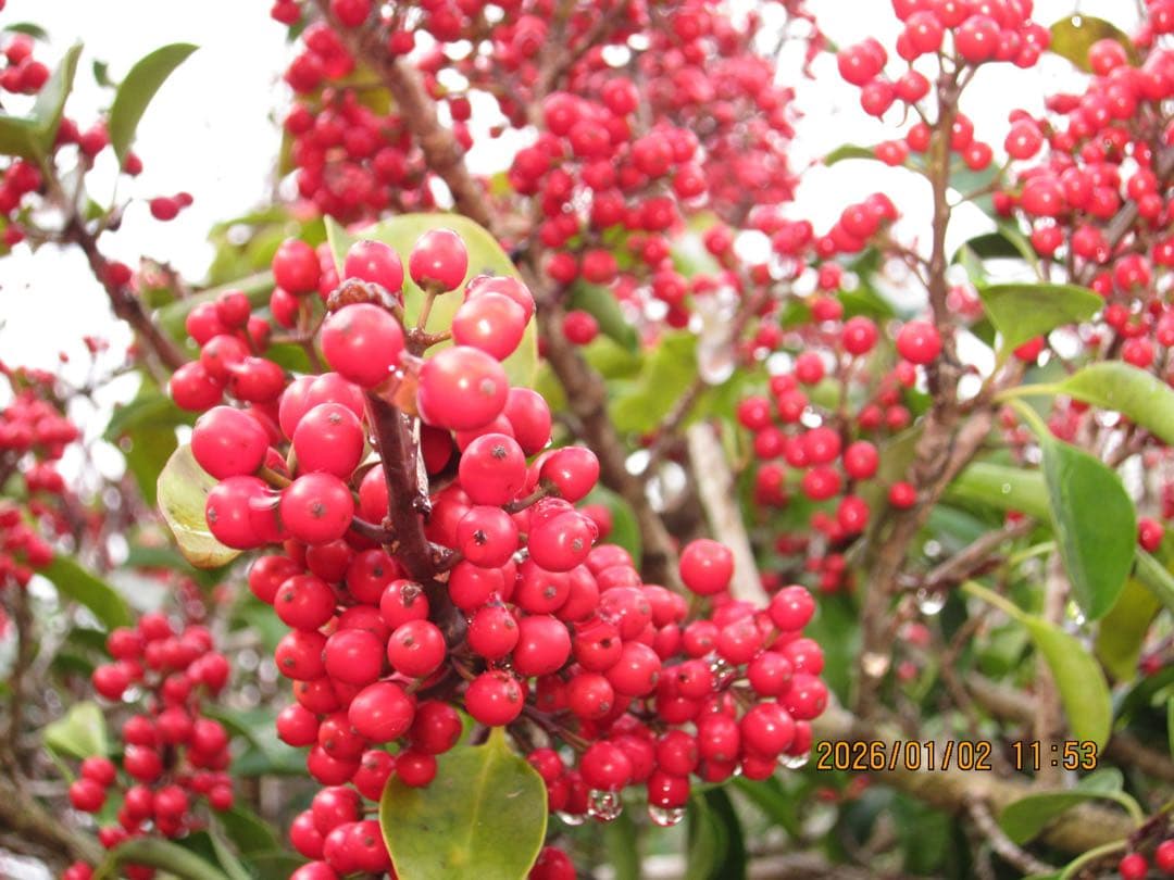 キヤノン　IXY 30S シルバー　イクシー　CANON IXC-420 ピンク