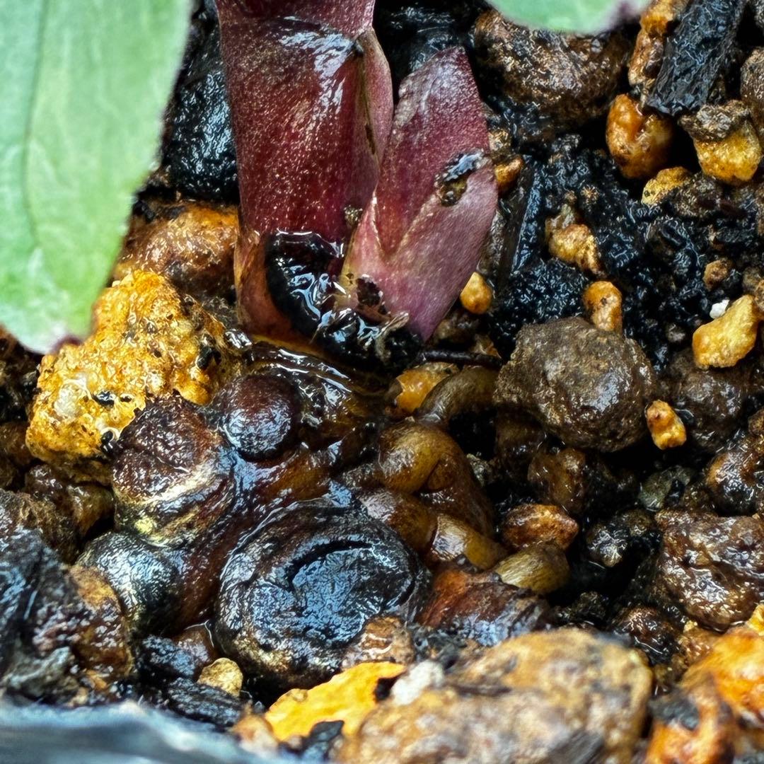 o*r様 527☘️蕾花タグ付☘️超レア☘️BELCHERI⭐️PINK ICE