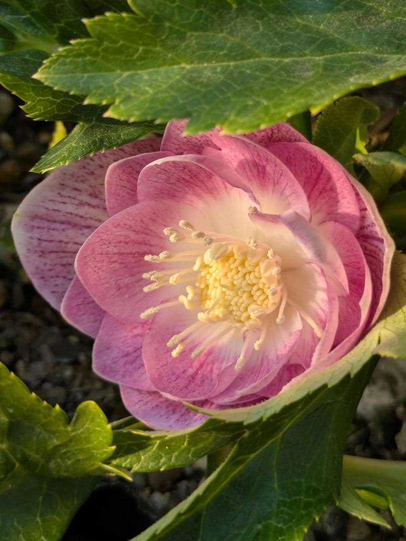 広瀬園芸 クリスマスローズ オーレア系ピンクグラデーション DDリバーシブル