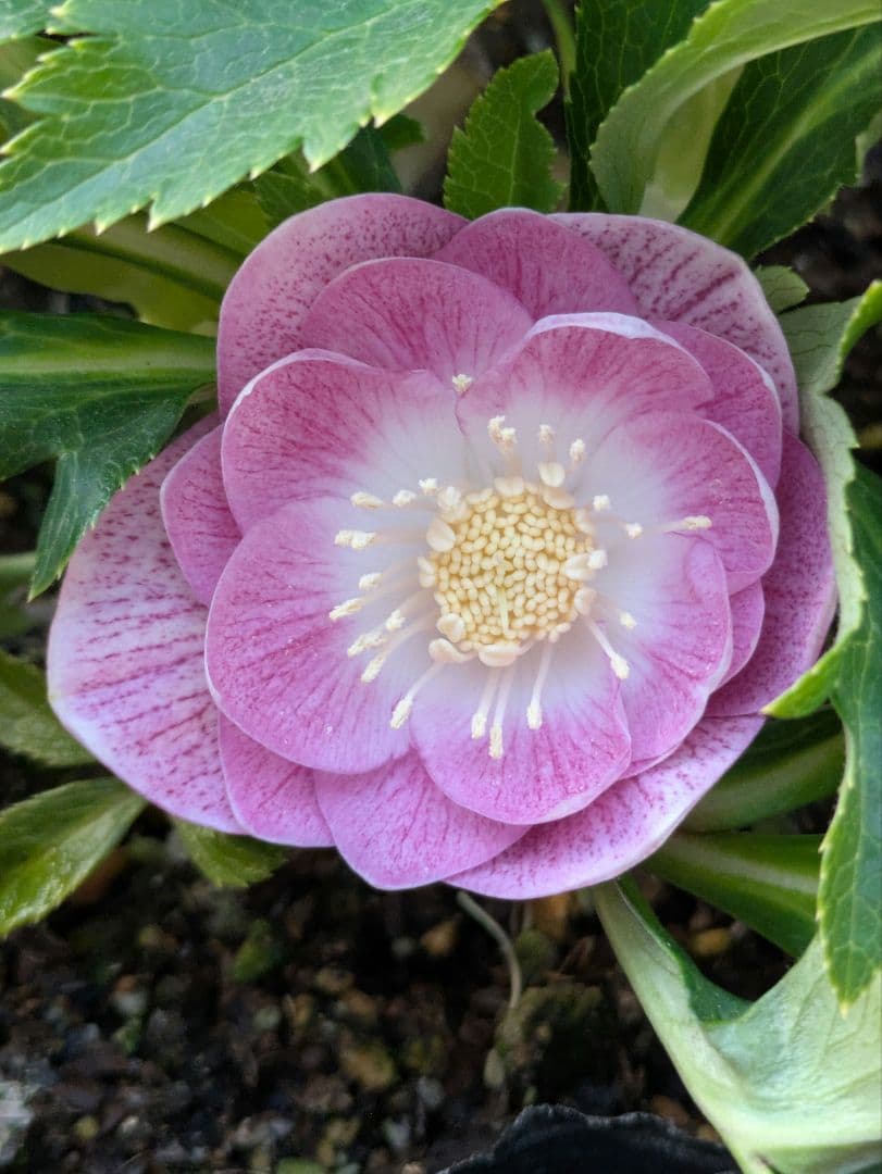 広瀬園芸 クリスマスローズ オーレア系ピンクグラデーション DDリバーシブル