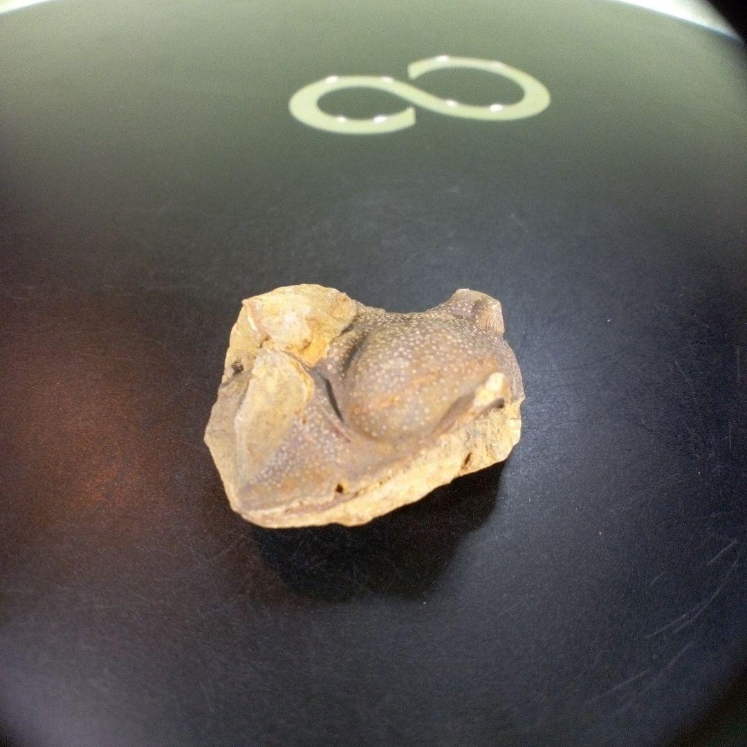 三葉虫　化石　fossil　ボリビア産　trilobite　Bolivia化石③