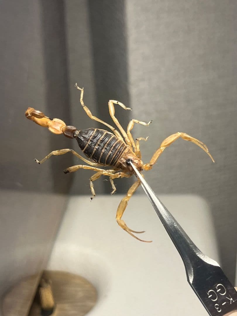 【標本】スーザンシールドテールドスコーピオン 昆虫標本　サソリ