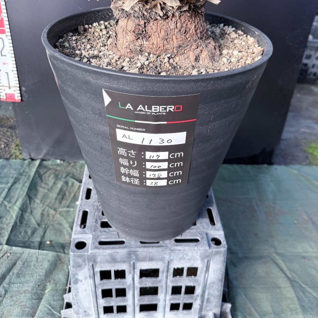 か*ず様 【AL1130】ユッカ　リギダ