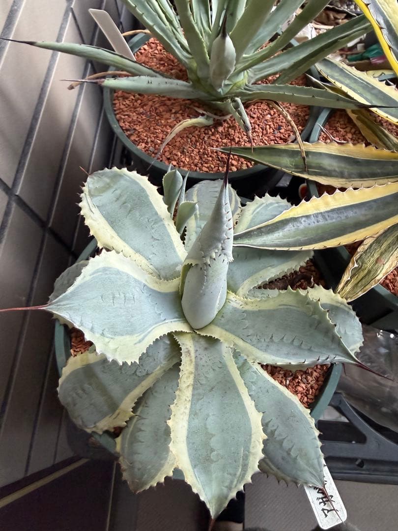 アガベ 5鉢セット