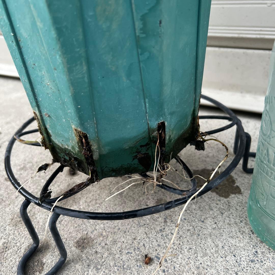 【同梱で２鉢目〜¥1000お値引き】品種不明／バラ芽接ぎ苗／中苗／５号スリット