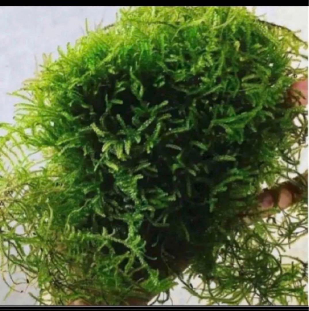 無農薬　国内産　ウィローモス　1kg 大盛り！お得