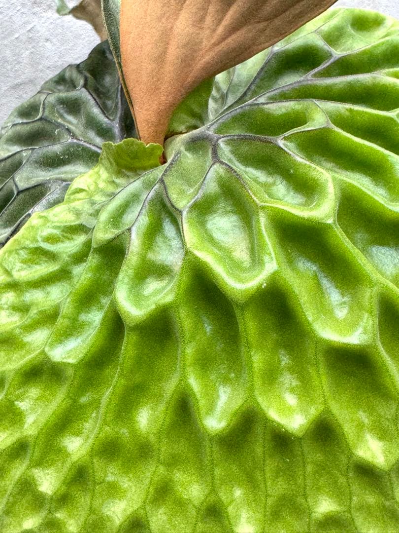 【ビカクシダ・マダガスカリエンセ】