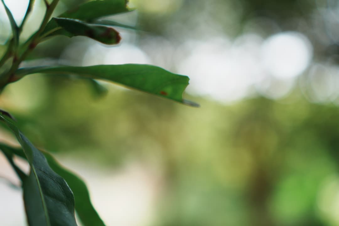 【美品】動作◎ SONY E 35mm F1.8 OSS 神レンズ 870