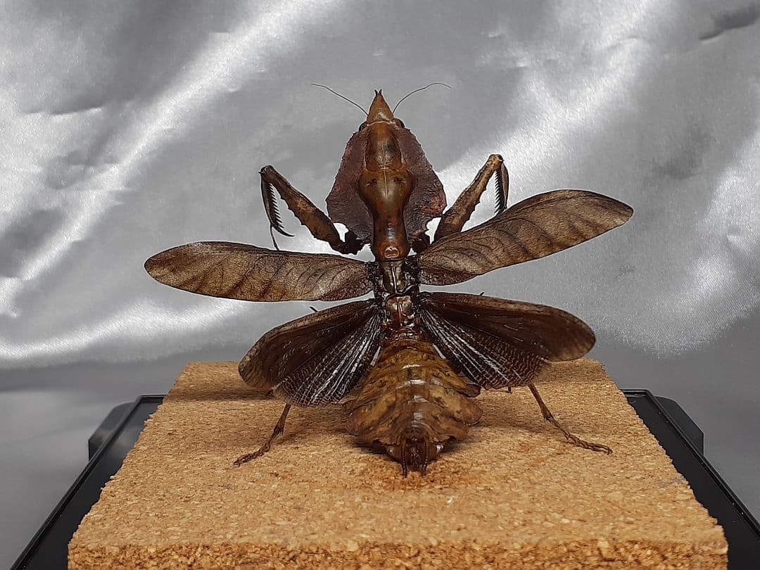 マオウカレハカマキリ雌　立体標本　魔王枯葉