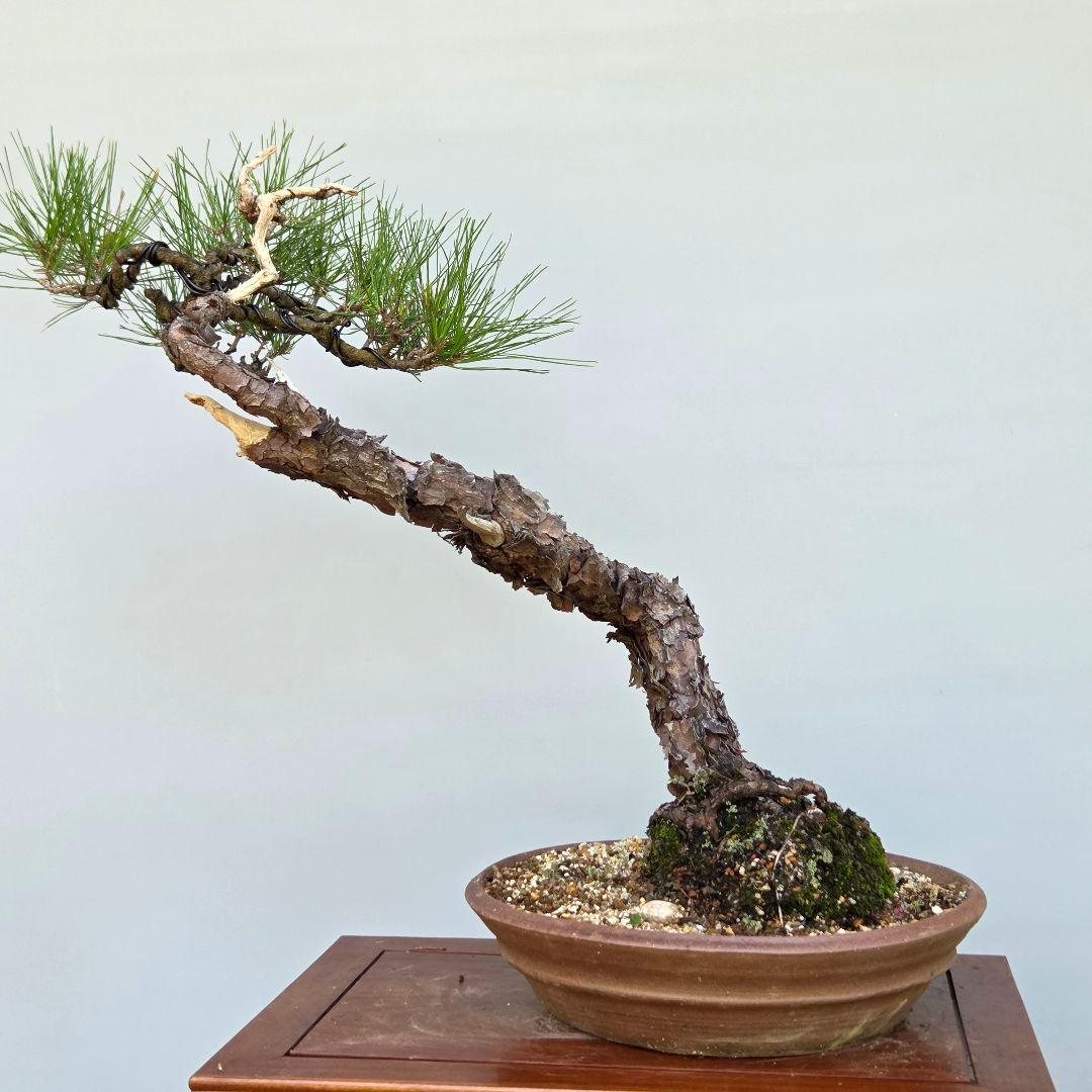 赤松　[文人風]　大品盆栽