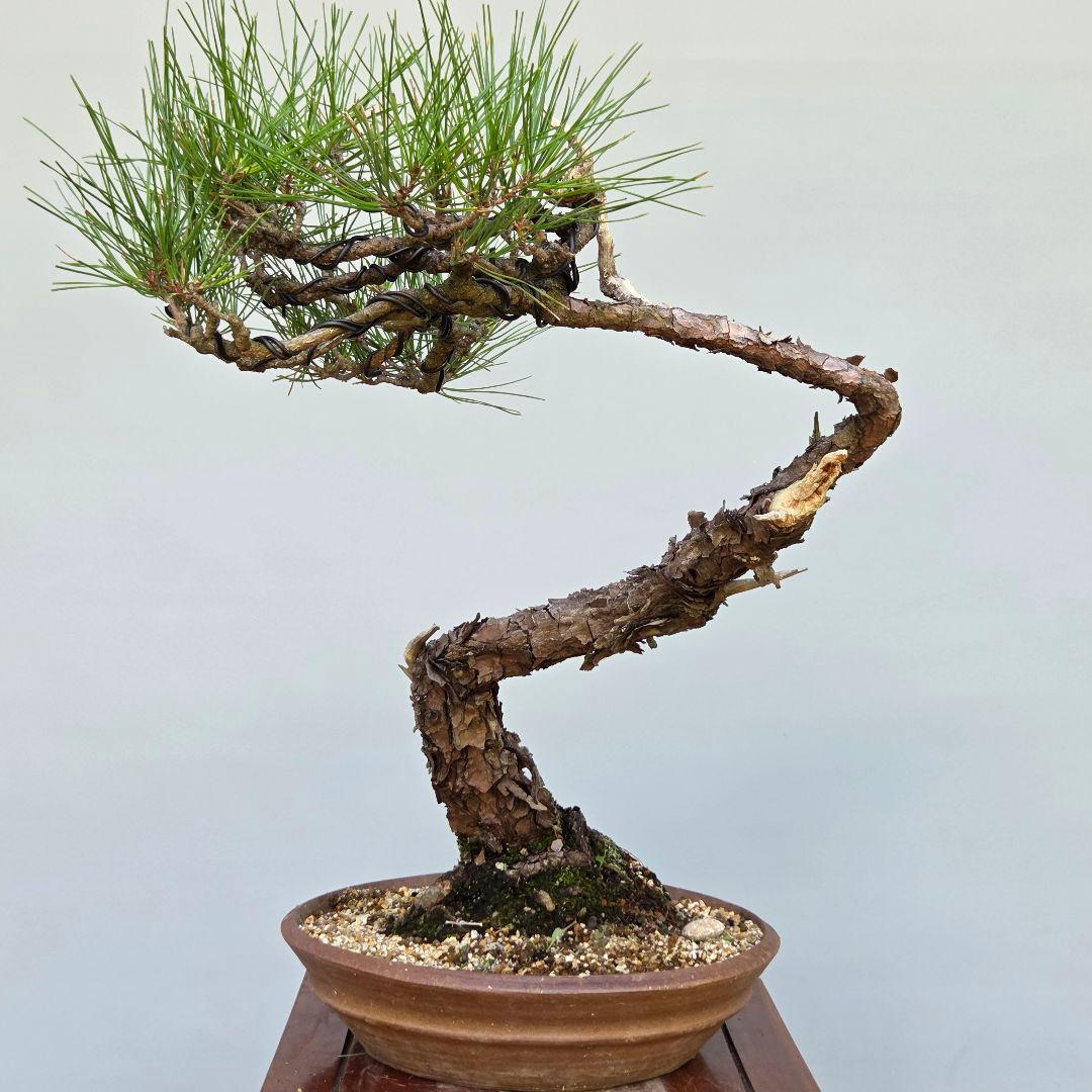 赤松　[文人風]　大品盆栽