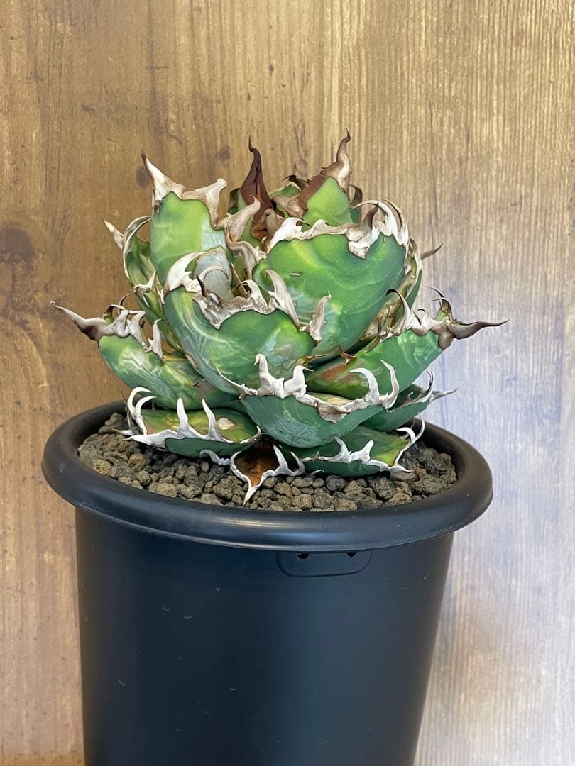Agave titanota シーザー　大株　コレクション株　葉焼け
