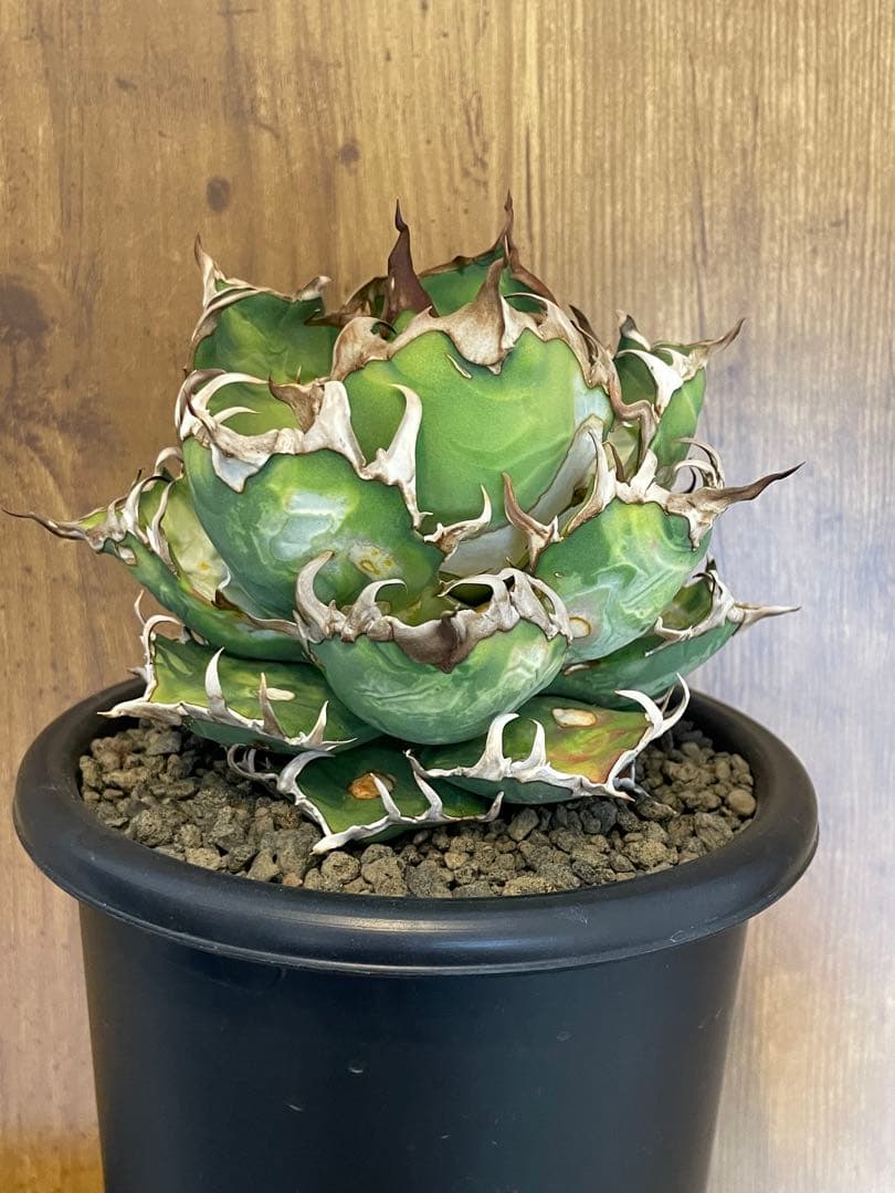 Agave titanota シーザー　大株　コレクション株　葉焼け