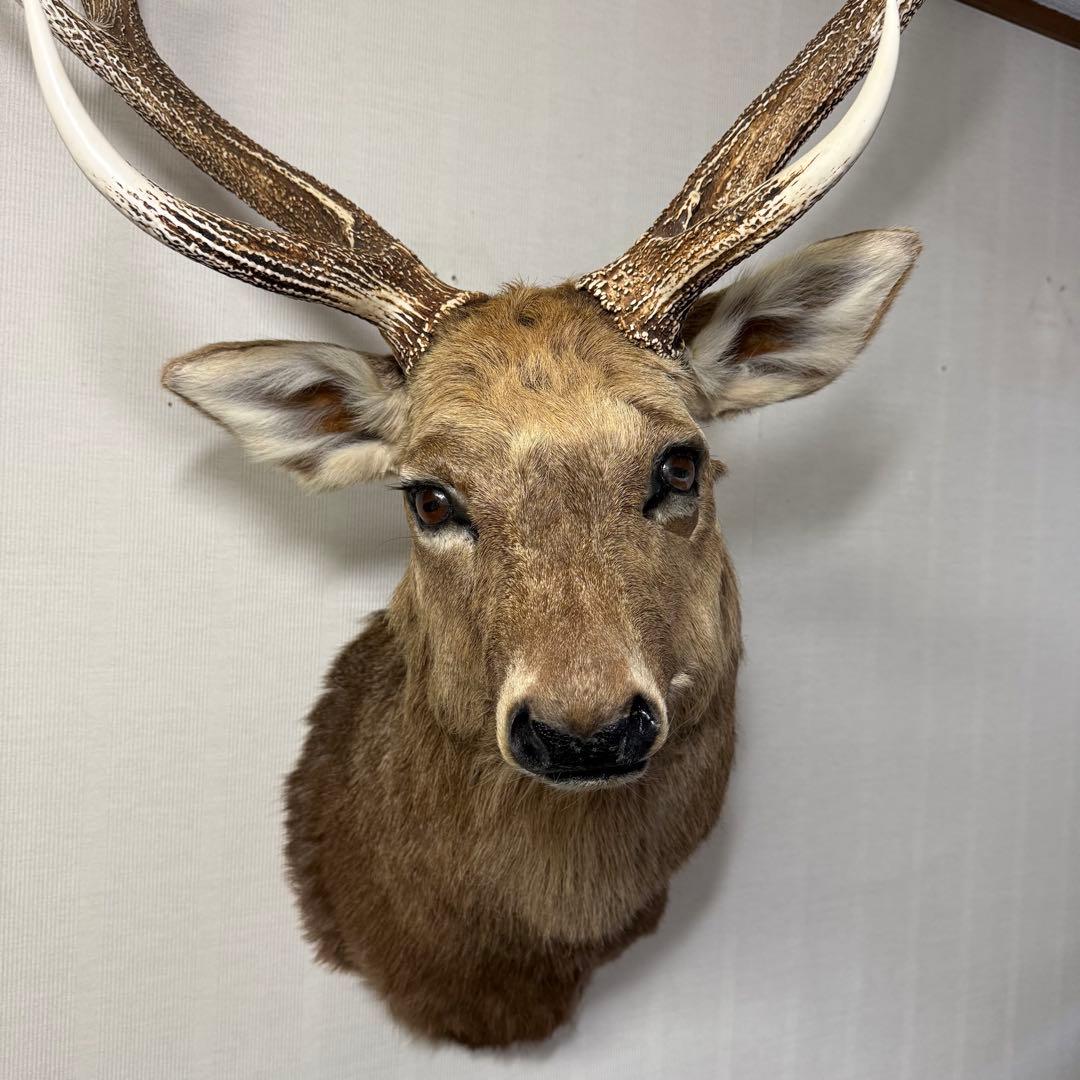【引取限定】蝦夷鹿 エゾシカ ① 北海道 剥製 壁掛け ハンティングトロフィー