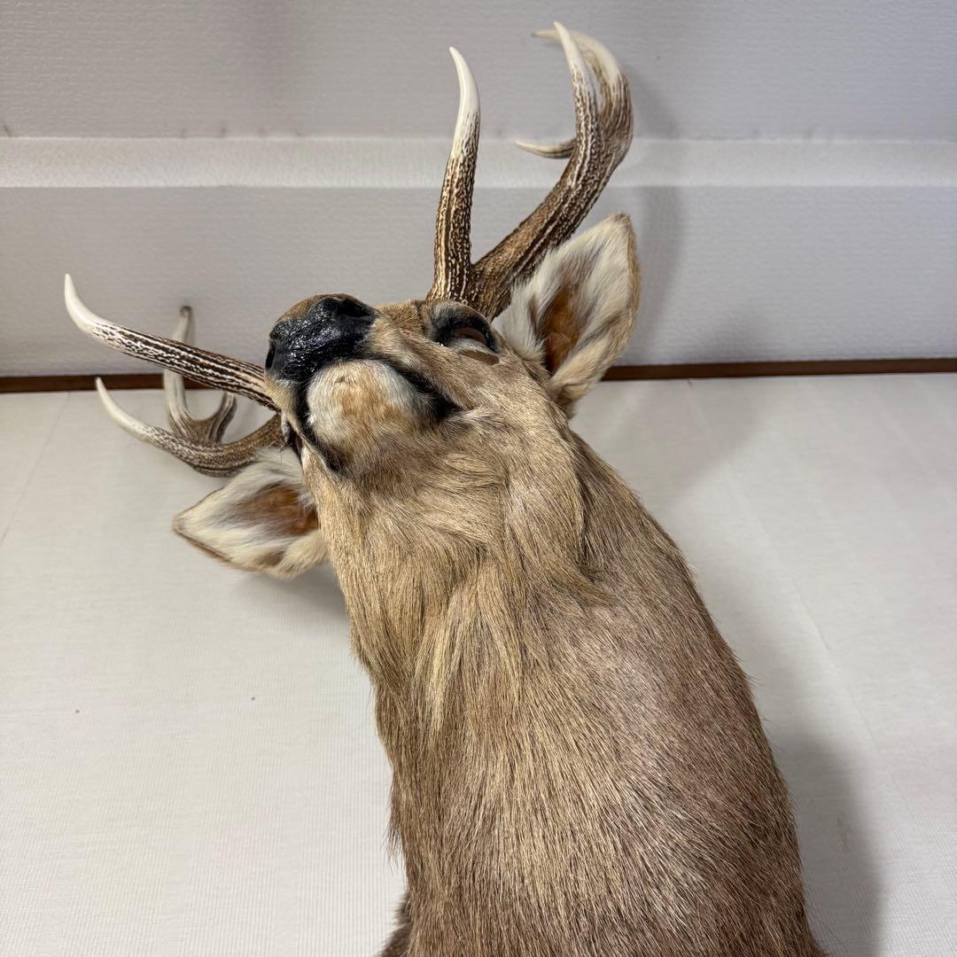 【引取限定】蝦夷鹿 エゾシカ ① 北海道 剥製 壁掛け ハンティングトロフィー