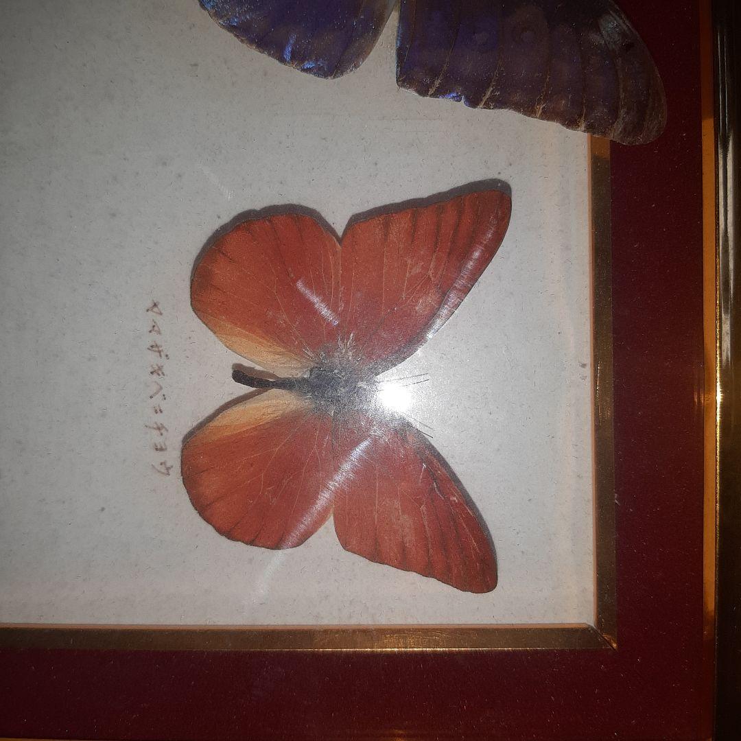 美しい蝶の標本 5種セット