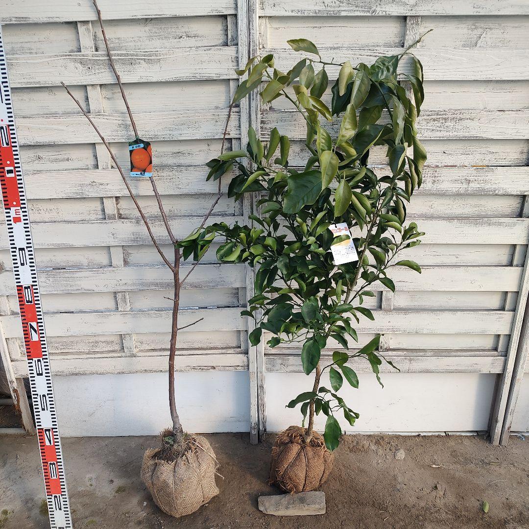 沙耶さま専用出品 星タンゴール3年生 苗木