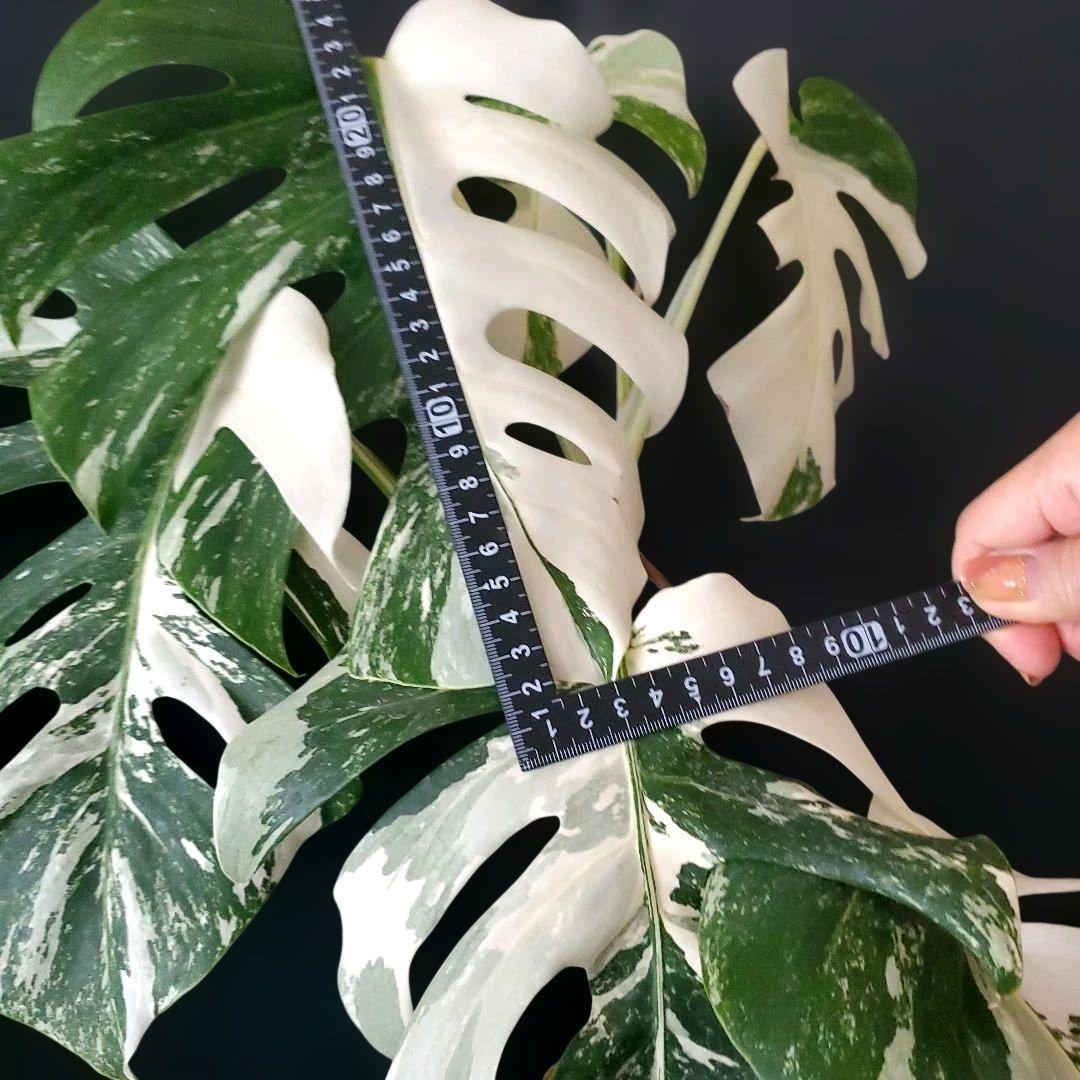 最高級大株　斑入りモンステラ　ボルシギアナ　ホワイトタイガー　ハーフムーン美株