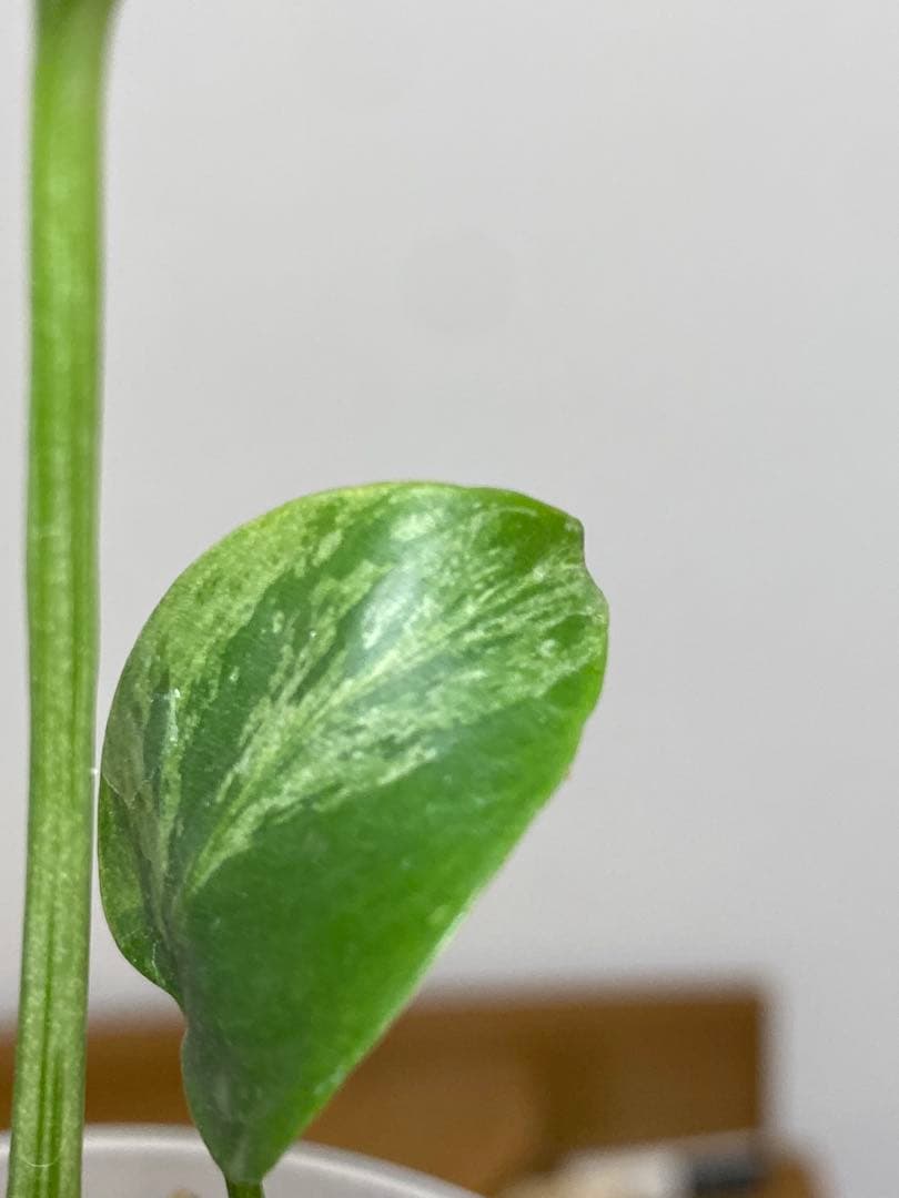 六*ん様 ②【将来有望株‼️】モンステラ　デリシオーサ　バルバソー　フシギダネ/