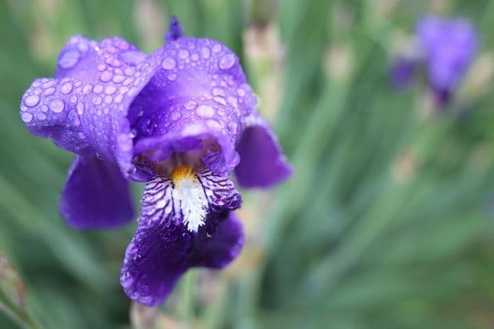 レンズ(単焦点) Nikon AI Nikkor 28mm f/2.8s