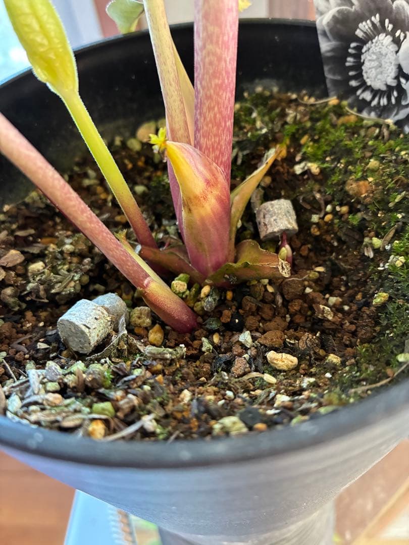 ♡広瀬園芸♡ 底白ピンクグラデーション